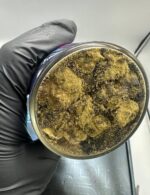 arcadia moonrocks 16jar