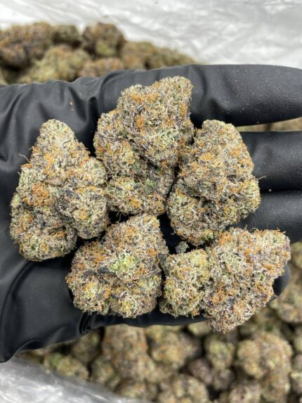 Blue Starburst Exoctic Indoors