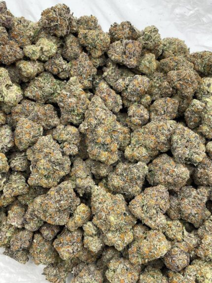 Mega Biscotti Exotic Indoors