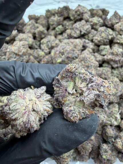 Pop Candy Indoor