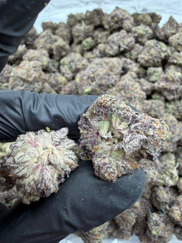 Pop Candy Indoor